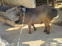 Ram, Sheep — photo 4