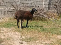 Schafe (Partie, Geschlecht nicht angegeben), Jaidara sheep — Foto 1