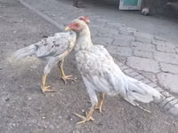 शामो चिकन्स — फ़ोटो 1