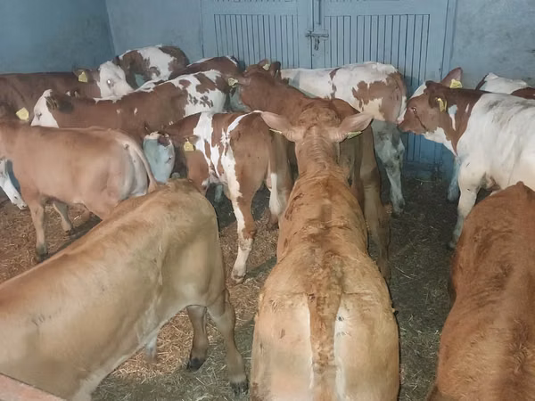 公牛, Cattle
