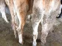 母牛, Cattle — 照片 3