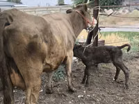 Kuh, Simmental cattle — Foto 1