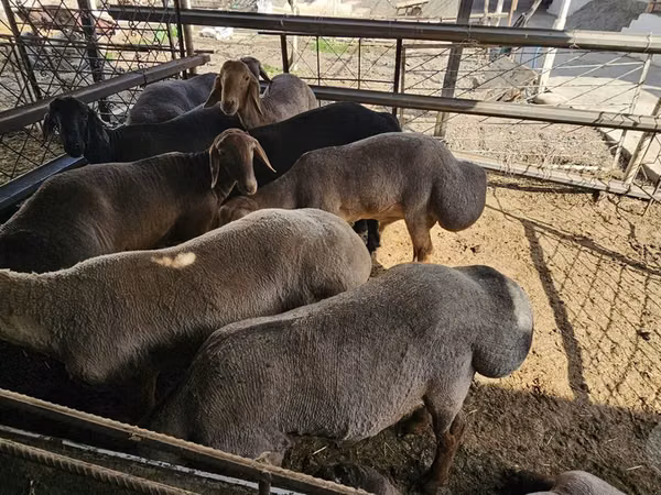 Ram, Sheep