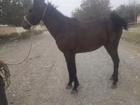 公马, Horses — 照片 2