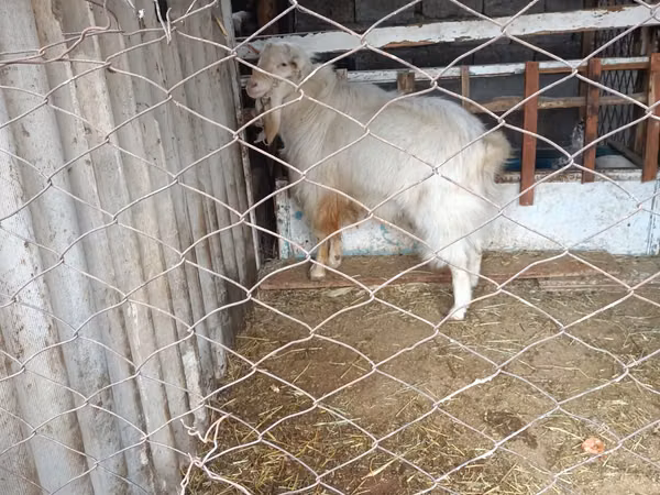 تيس, Russian White goat