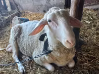 मेढ़ा, Awassi sheep — फ़ोटो 1