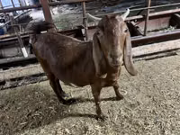 Ямаа, Kamori goats — 7 зураг