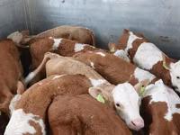 Bulle, Simmental cattle — Foto 1