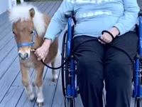 Mare, Miniature horse — photo 2