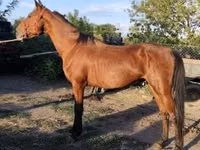 Caballo, Caballos — foto 4