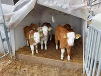 Bulle, Simmental cattle — Foto 5
