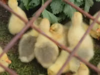 लिंडा — फ़ोटो 3