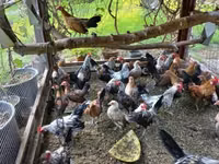 Holländisches Bantam — Foto 3