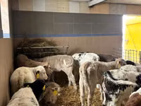 公牛, Cattle — 照片 2