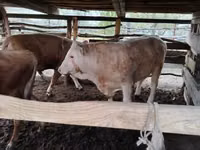 Bulle, Simmental cattle — Foto 7