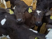 Toro, Ganado vacuno — foto 1
