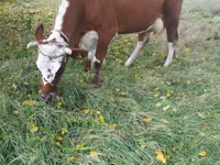 بقرة, Simmental cattle — الصورة 1