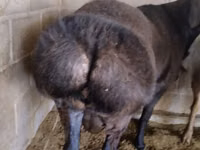 Ram, Rambouillet sheep — photo 1