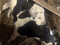 Bulle, Russian Black pied cattle — Foto 1