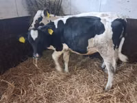 Bulle, Russian Black pied cattle — Foto 4