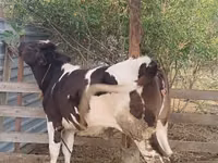 母牛, Cattle — 照片 2