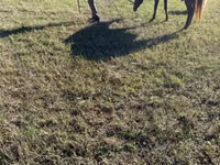 Mare, Rocky Mountain Horse — photo 7