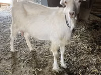 Ямаа, Dutch Landrace goats — 4 зураг