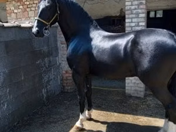 घोड़ा, Dutch warmblood horse