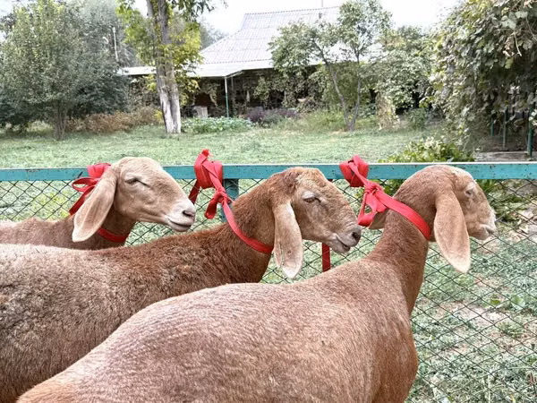 Хонь, Arashan sheep