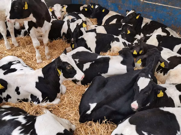 सांड, Russian Black pied cattle