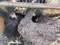 Chickens — photo 6