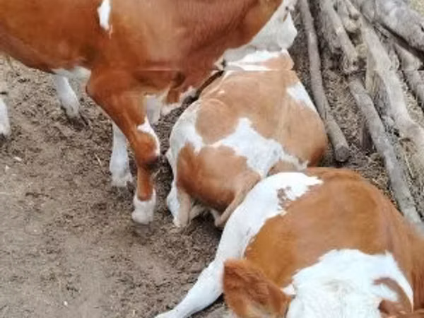 Bulle, Holstein-Rasse