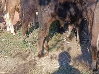 सांड, Simmental cattle — फ़ोटो 5