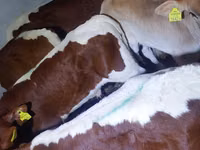 ثور, Simmental cattle — الصورة 1