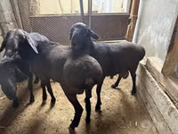 Ram, Sheep — photo 3