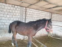 公马, Kyrgyz Horse — 照片 3