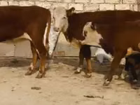 母牛, Latvian Blue cattle — 照片 2