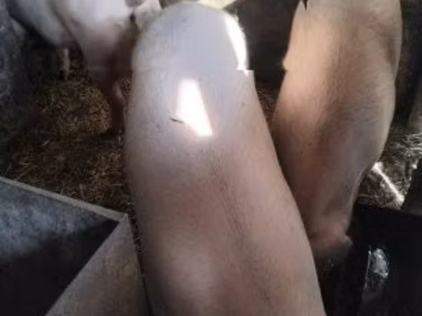Boar, Pigs
