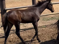 母马, Thoroughbred horse — 照片 1