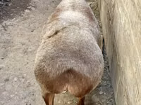 Sheep, Sheep — photo 5