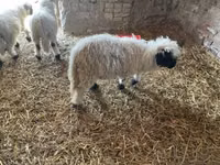 كبش, Wallis Country sheep — الصورة 1