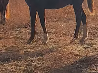 घोड़ी, Horse breed — फ़ोटो 3