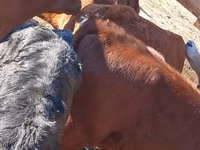 أبقار (دفعة، الجنس غير محدد), Simmental cattle — الصورة 2