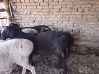 Cabro, Cabras — foto 6