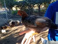 Chickens — 照片 7
