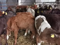 Бух, Simmental cattle — 7 зураг