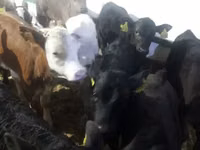Bovinos (lote, sexo no especificado), Ganado vacuno — foto 1