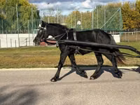 Caballo, Caballos — foto 8