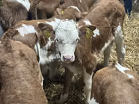 मवेशी (लॉट, लिंग निर्दिष्ट नहीं), Russian Black pied cattle — फ़ोटो 6