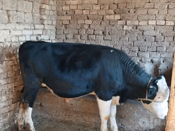 Toro, Russian Black pied cattle
